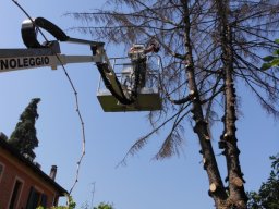 Potatura degli alberi